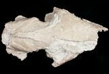 Partial Oreodont (Merycoidodon) Skull - Nebraska #10749-7